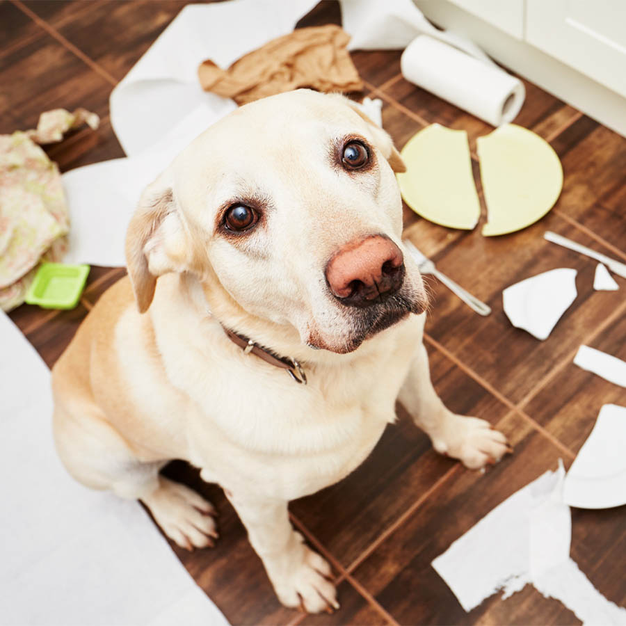 Anxious Rescue Dog Training