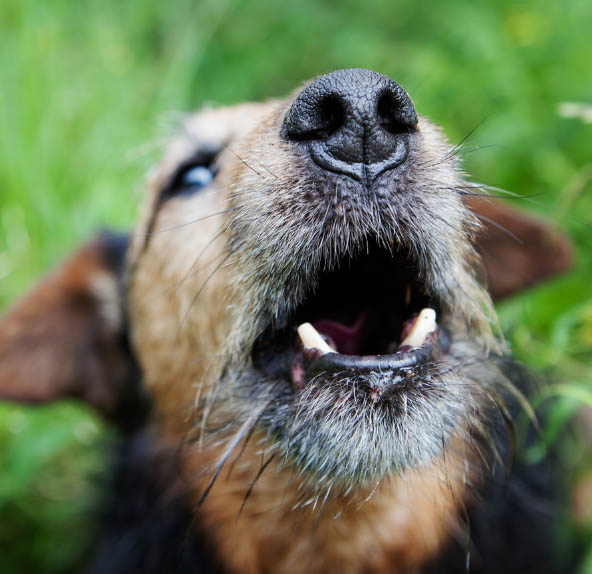 Rescue Dog Training Barking Dog